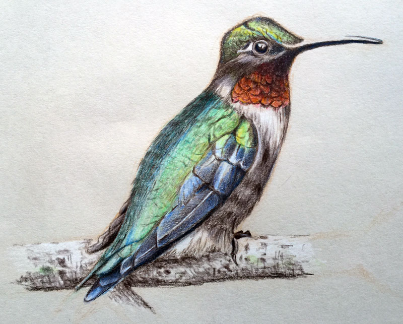 Oil-based colored pencil drawing of a bird