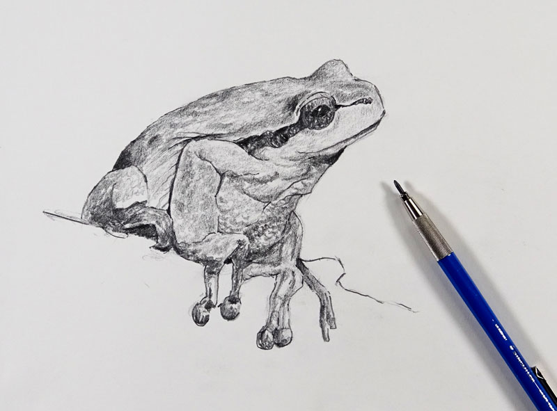 Pencil Sketch of a frog