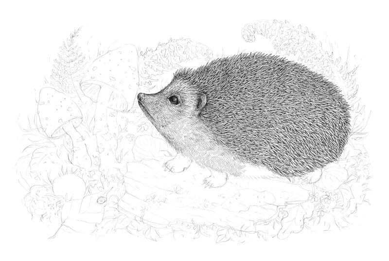 Drawing the body of the Hedgehog