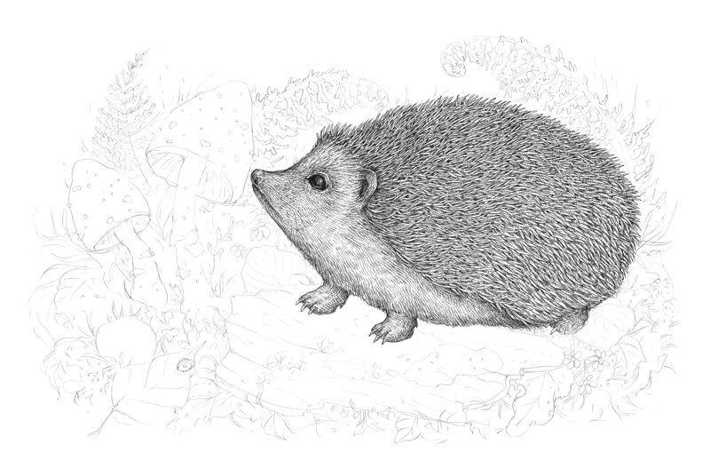 Draw the feet of the hedgehog