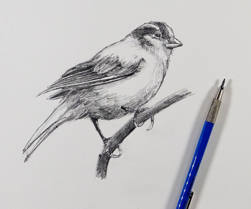 How to Sketch a Bird with Pencil