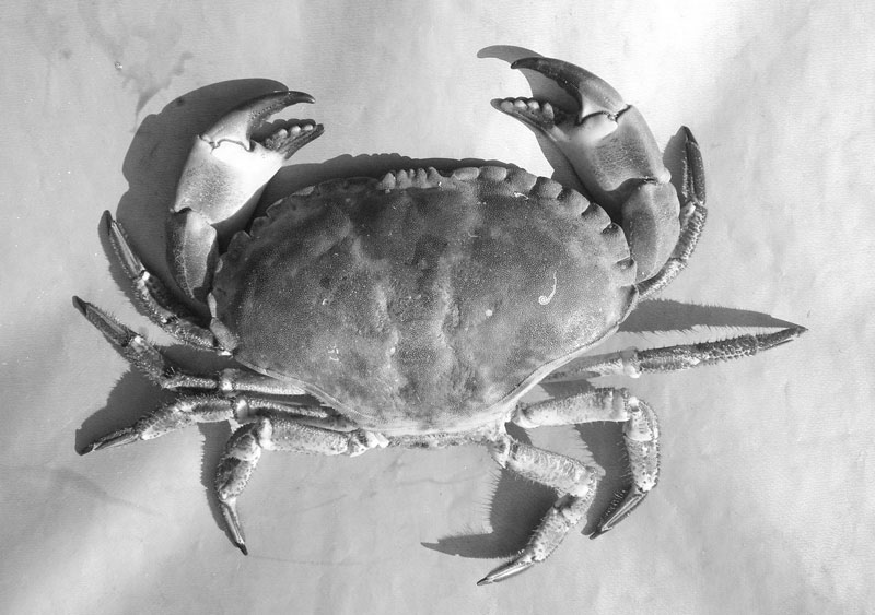 Crab Photo Reference