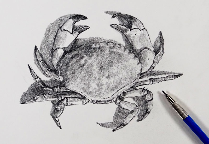 How to Sketch a Crab