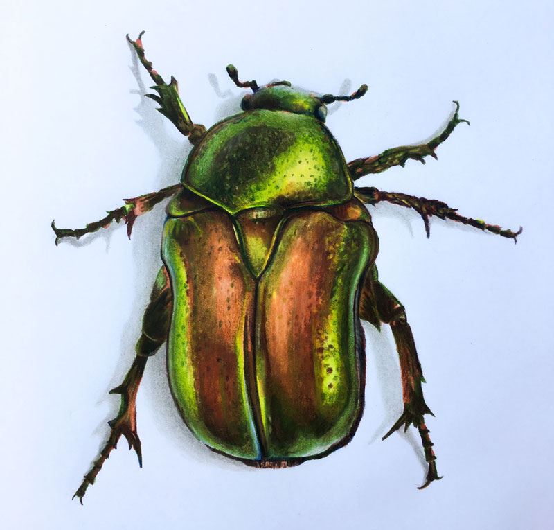How to Draw a Beetle Markers and Colored Pencils