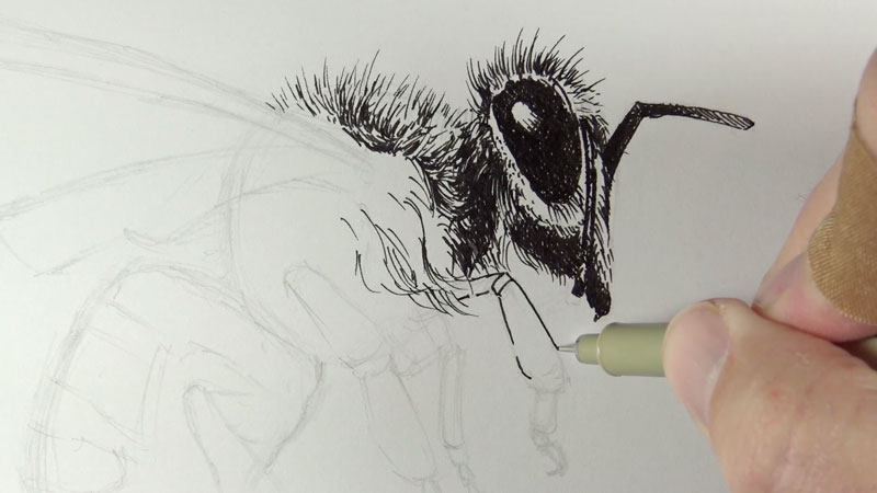 Drawing the eye of a bee pen and ink