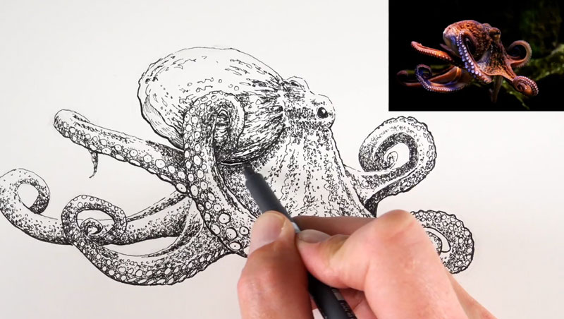 Drawing the head of an octopus