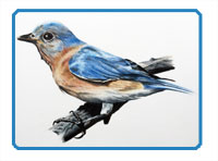 bird colored pencils draw realistic