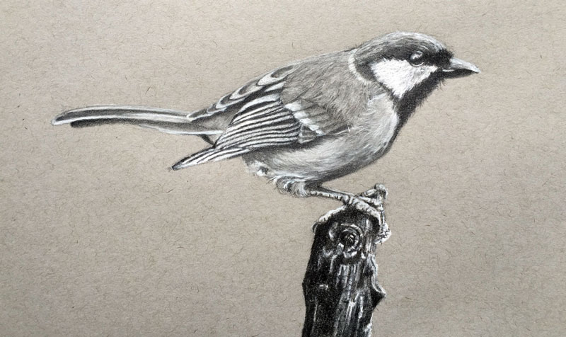 How to Draw a Realistic Bird with Graphite and Charcoal