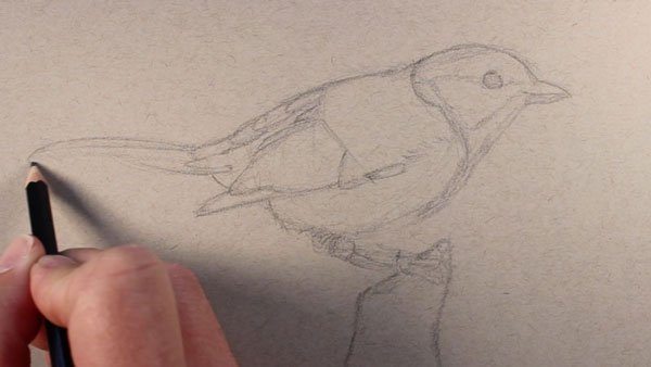 Draw the basic shapes of the bird