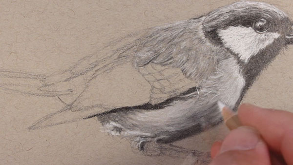 Drawing the texture of the lower portion of the bird