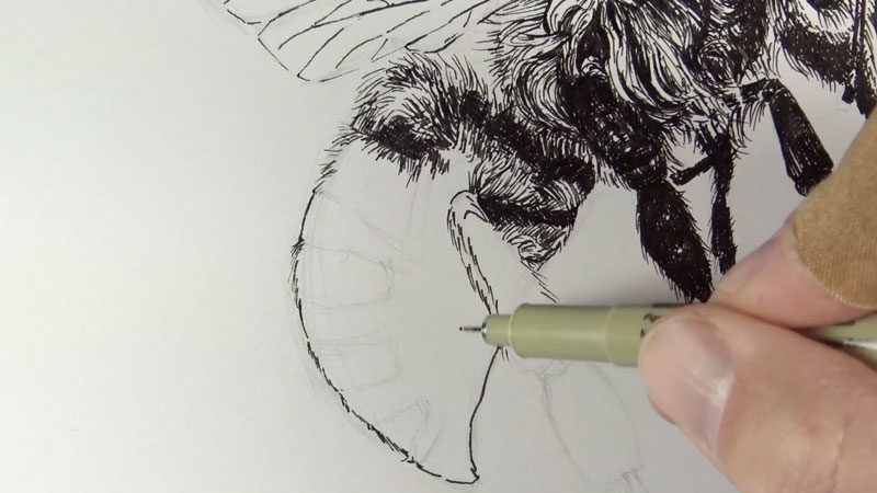 Drawing the abdomen of the bee