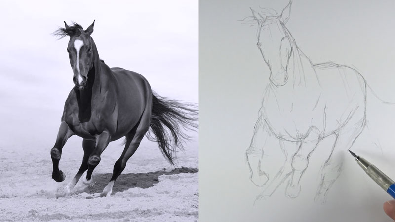 Drawing the outlines of the horse