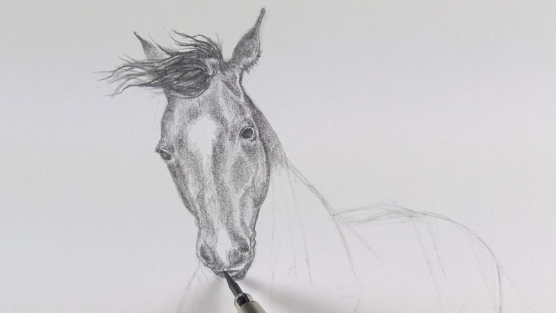Shading the head of the horse