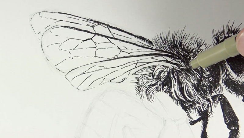 Drawing the wing of the bee