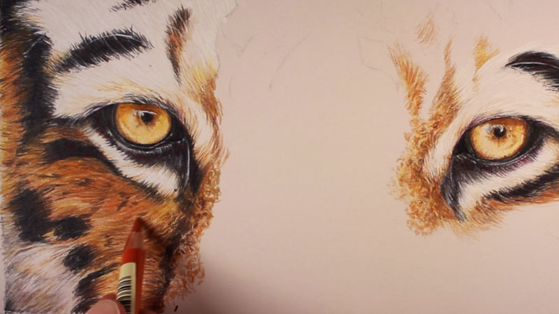 Drawing the fur around the eyes
