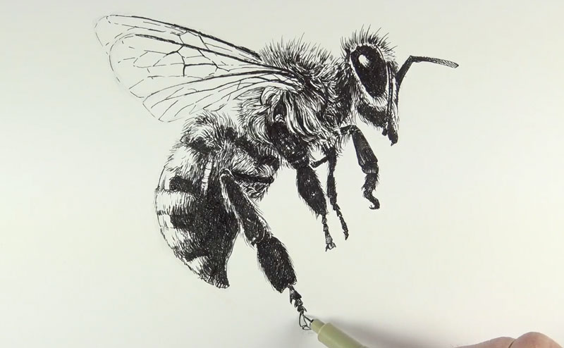 Drawing the legs of the bee