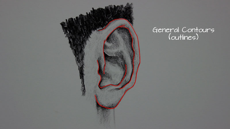 Drawing the outlines of the ear