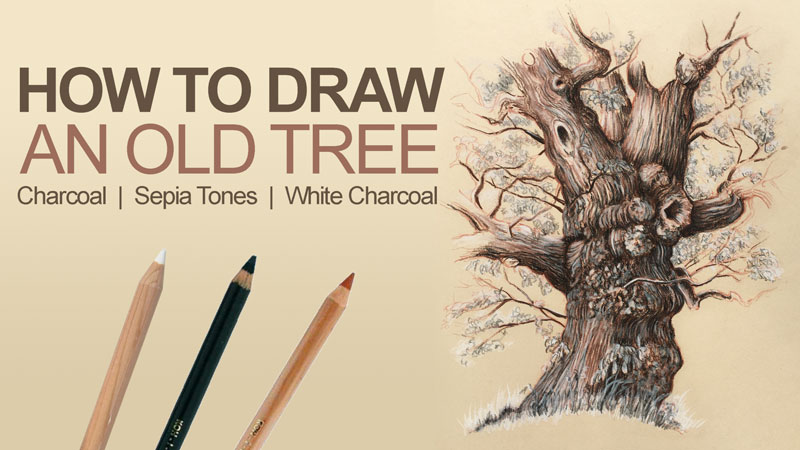 How to Draw an Old Tree