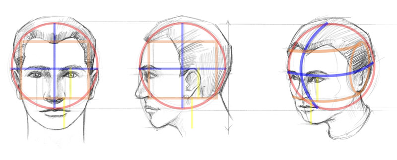 human face proportions drawing