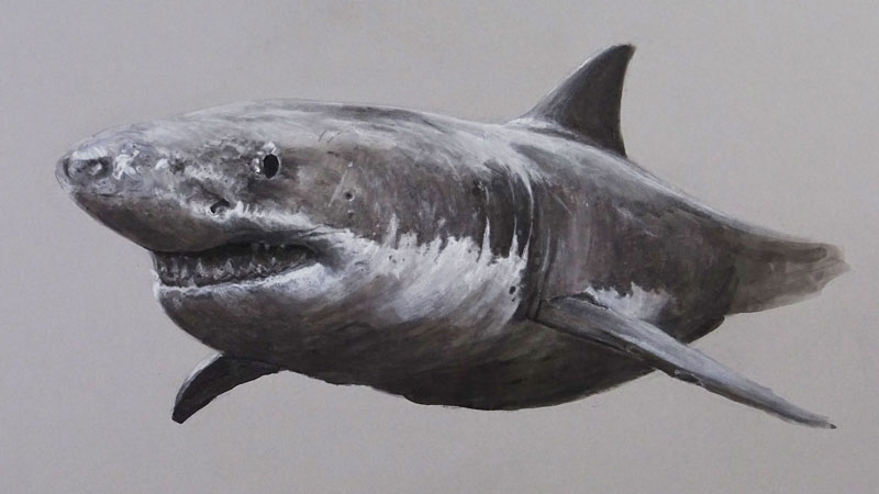 Mixed Media Drawing of a Great White Shark