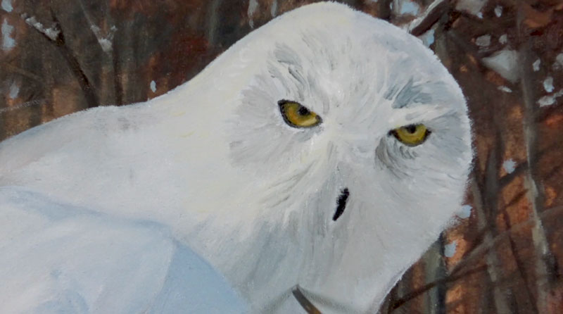 Painting the Details of the Face of the Owl