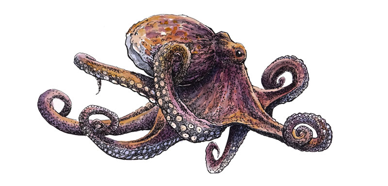 Pen and Ink Drawing of an Octopus with Watercolor