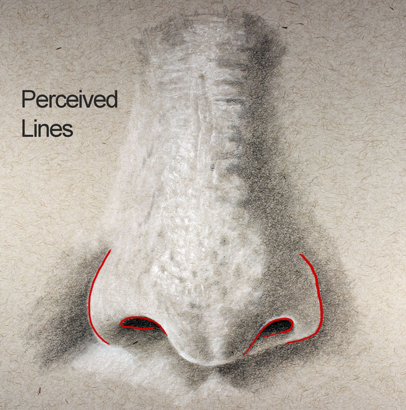 Lines of the nose