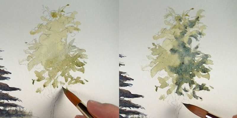 Paint a leafy tree - intial washes