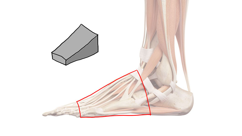 The wedge form of the foot