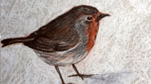 Conte drawing of a bird drawing lesson
