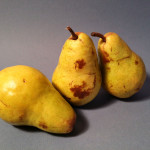 Still Life Photo Reference Pears 3