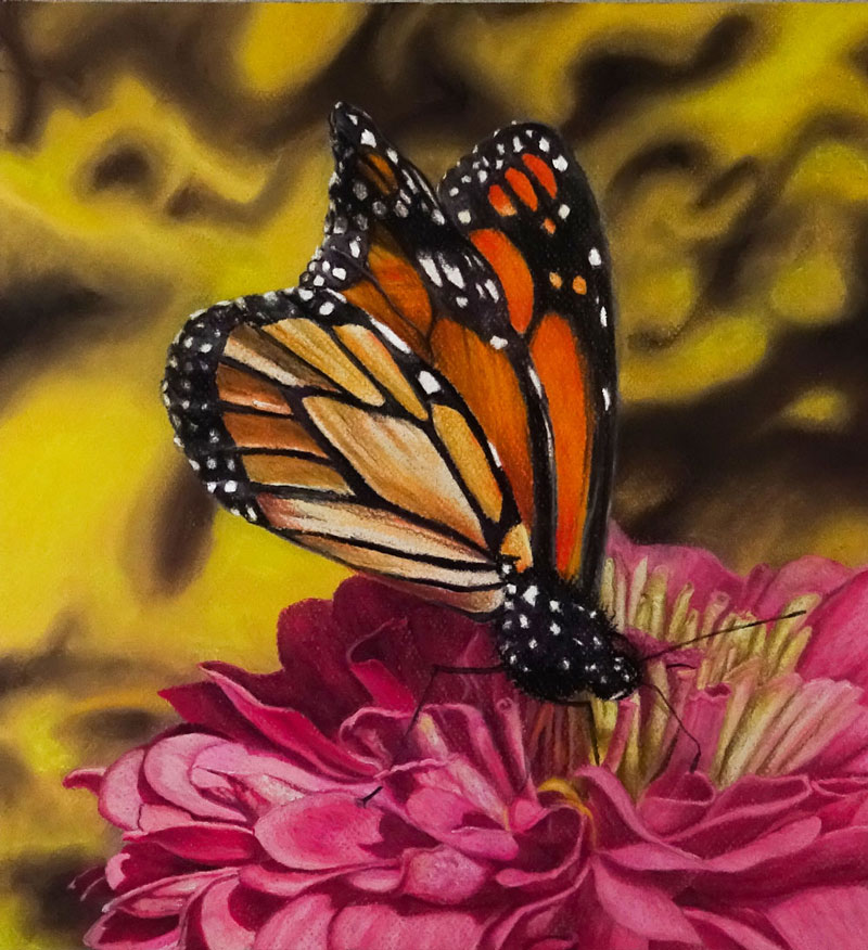 Drawing of a butterfly with pastel pencils