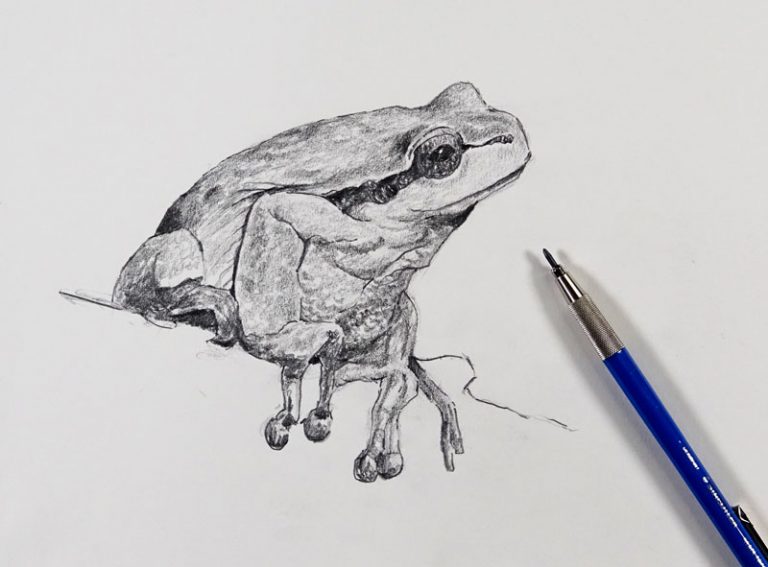 Sketching a Frog – 30 Minute Drawing Exercise