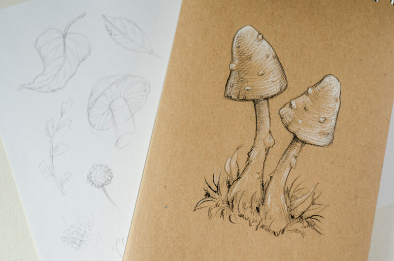 Mushroom sketches