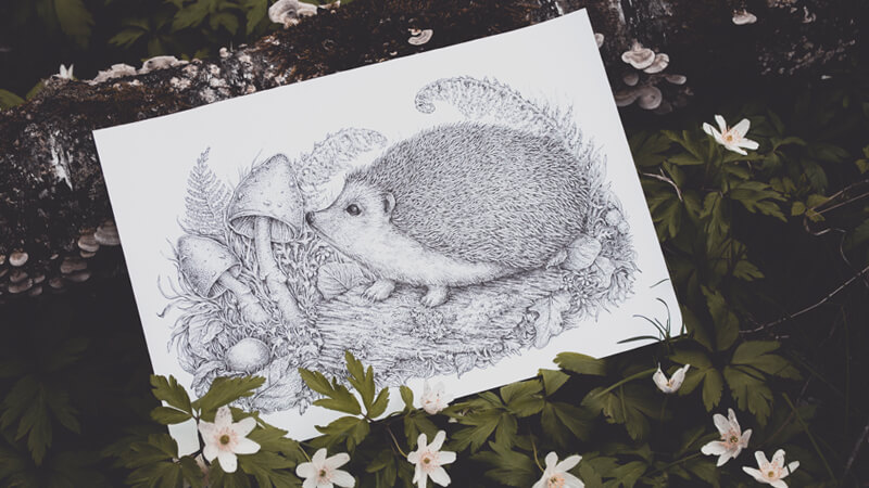 pen drawings of nature