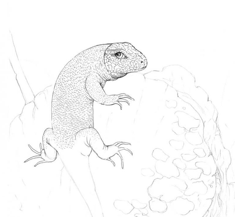 How to Draw a Lizard with Pen and Ink