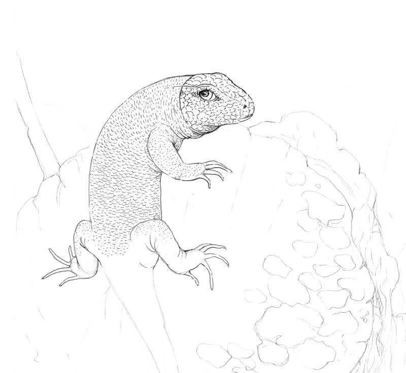 how to draw scales on a lizard