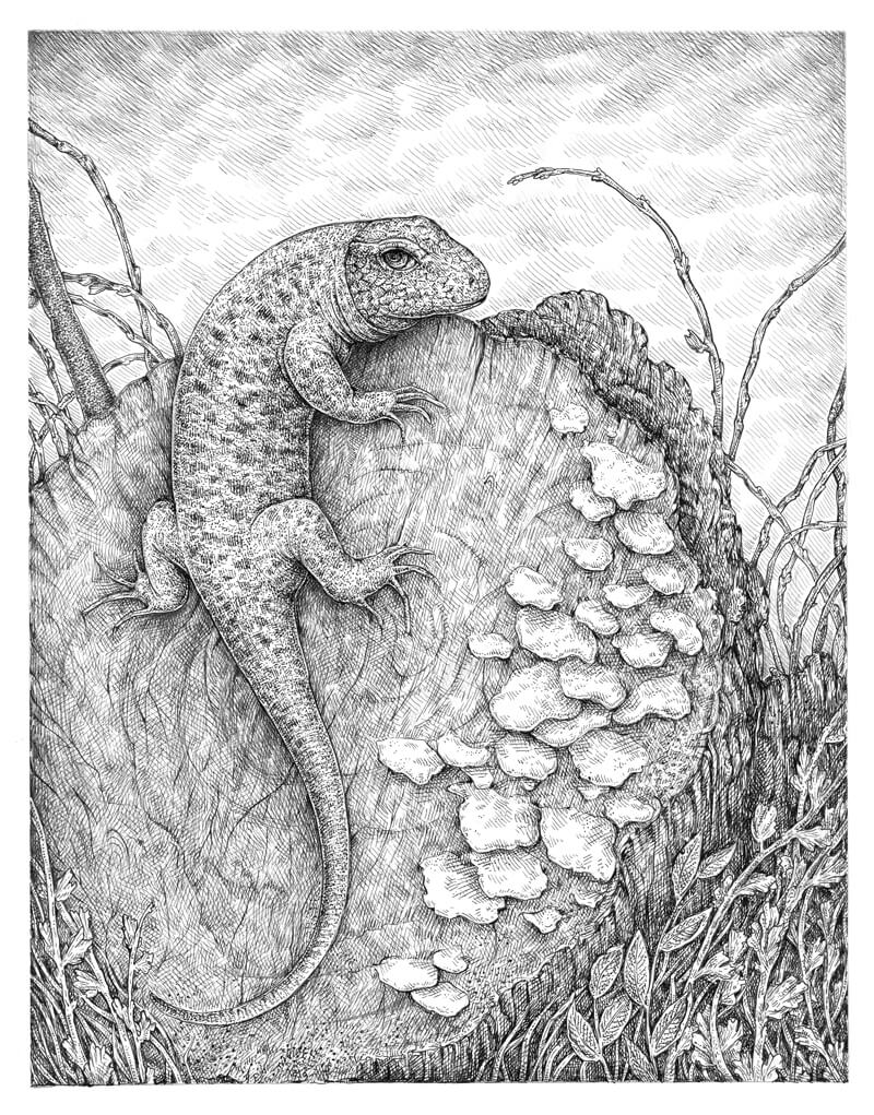 Pen and ink drawing of a lizard