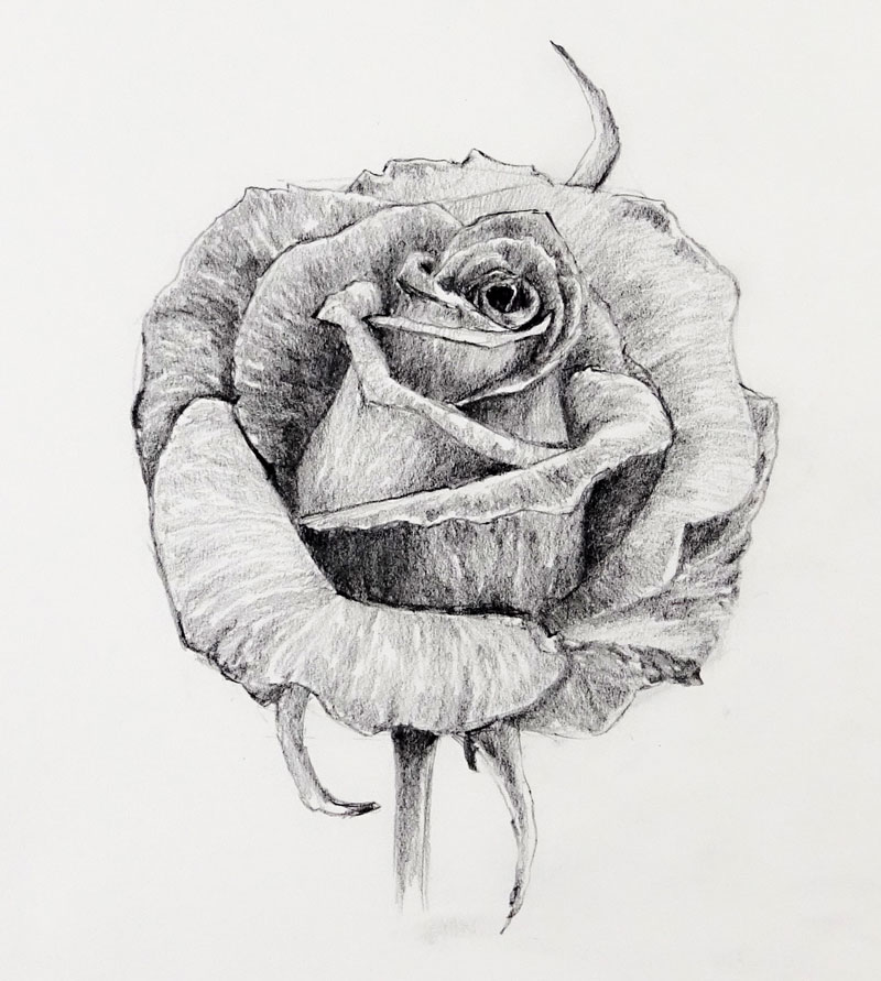 rose pencil sketch