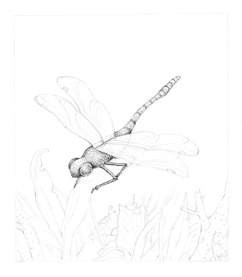 Drawing A Dragonfly Stippling With Pen And Ink