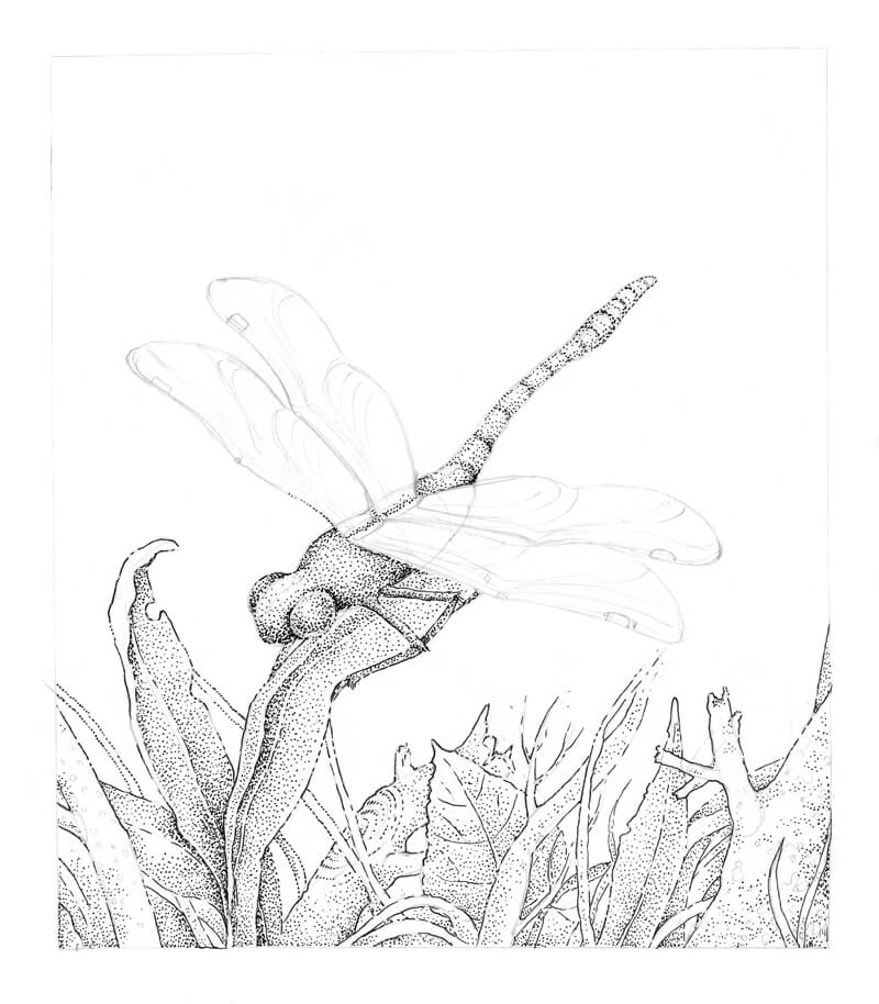 Drawing a Dragonfly - Stippling with Pen and Ink