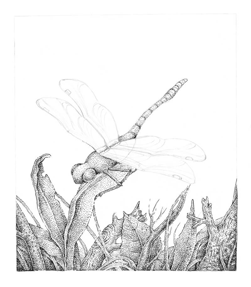 Drawing a Dragonfly - Stippling with Pen and Ink