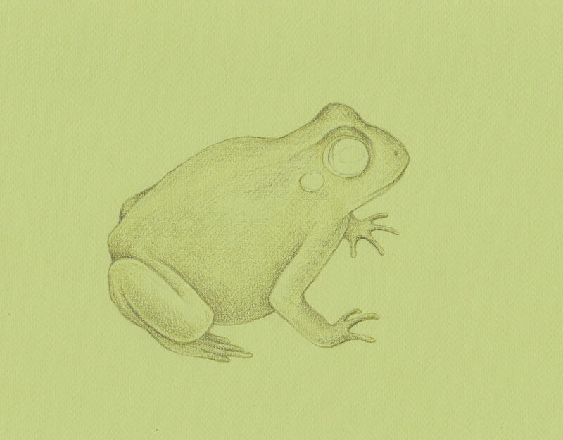 Drawing the texture of the frog