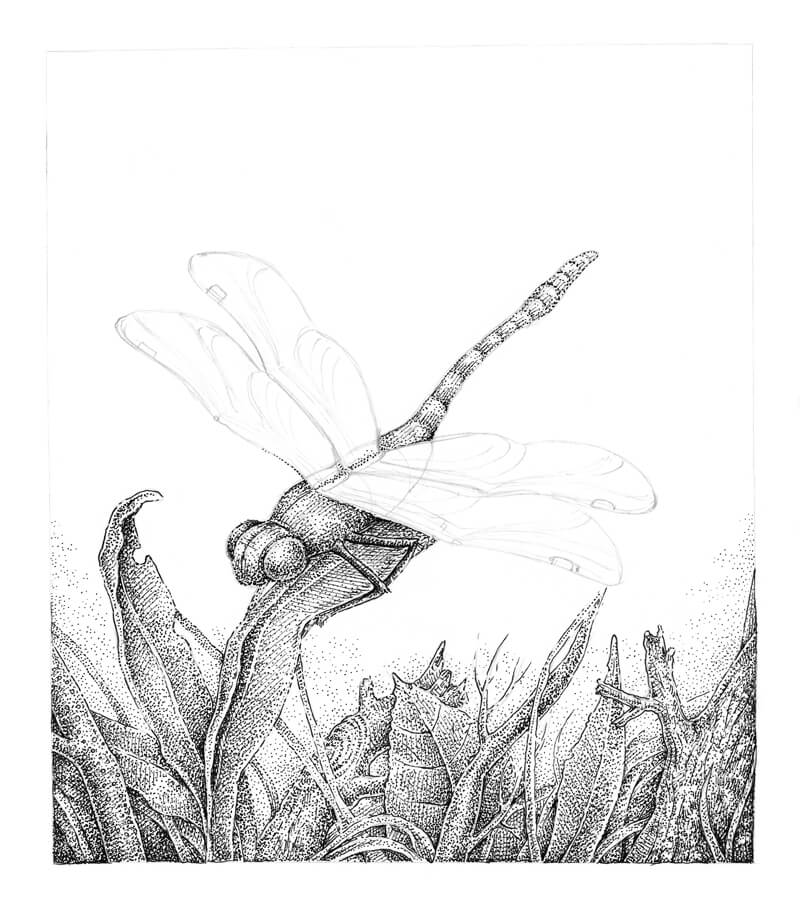 Drawing A Dragonfly Stippling With Pen And Ink, 48% OFF