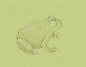 How to Draw a Frog with Graphitint Pencils