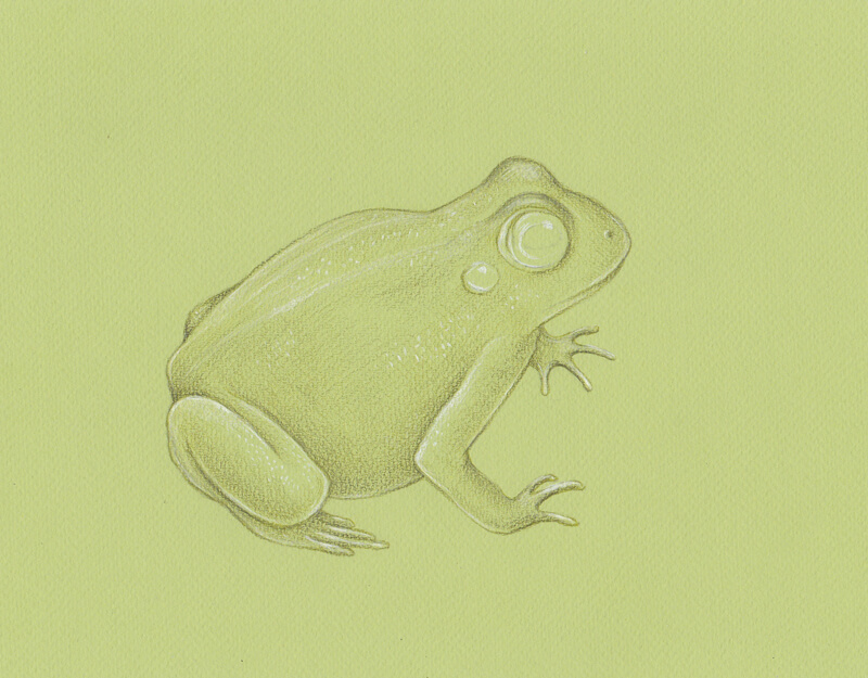 Cartoon full body colored pencil sketch of an adorable frog dressed as a  medieval villager on Craiyon