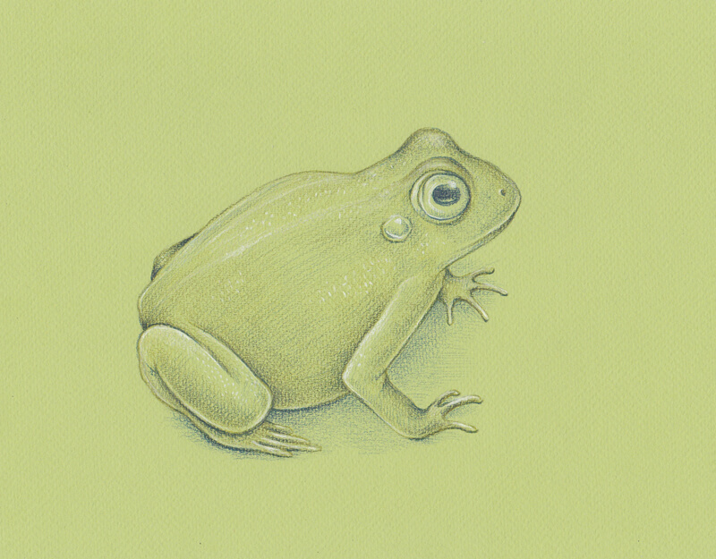 Adding color to the back of the frog with Graphitint pencils