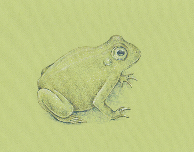 pencil drawing of a frog