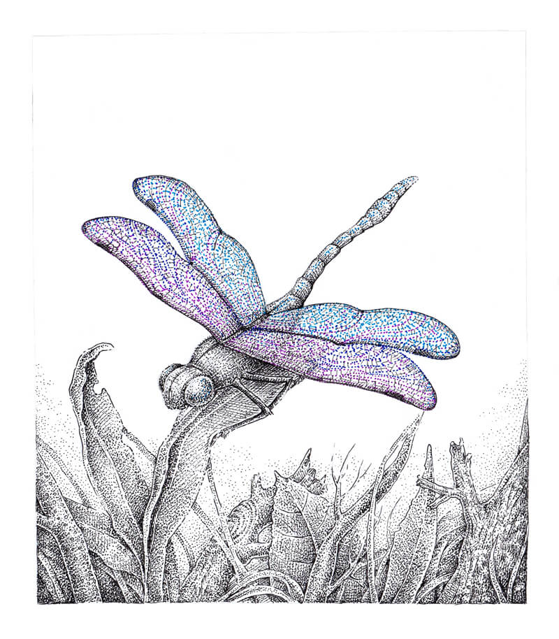 https://thevirtualinstructor.com/blog/wp-content/uploads/2018/06/6-drawing-dragonfly-ink-stippling-adding-black-lines-and-dots.jpg