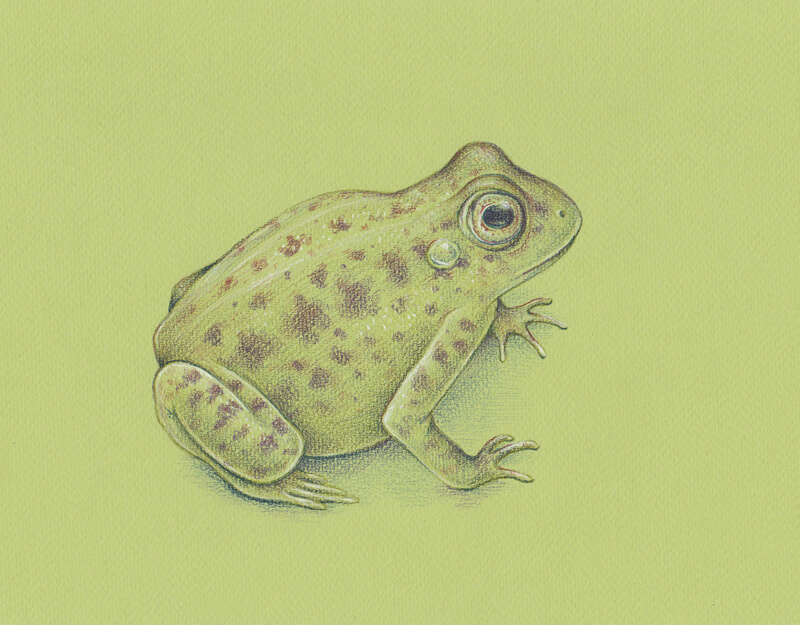 Drawing spots on the frog with tinted graphite